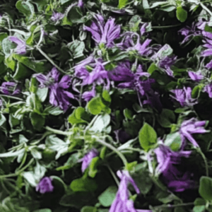 henbit
