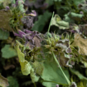 PURPLE NETTLE