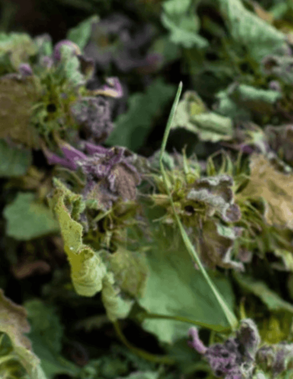 PURPLE NETTLE