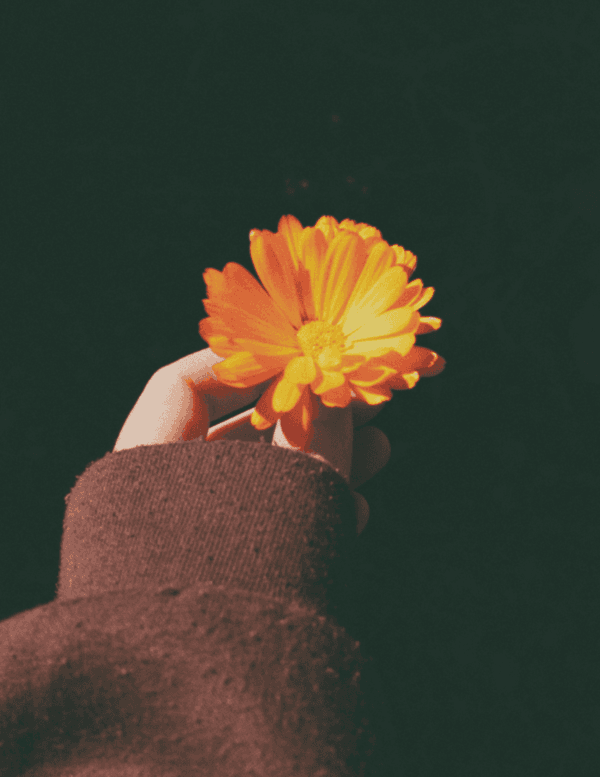 calendula