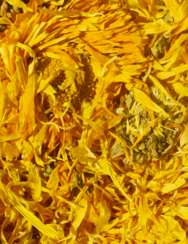 calendula