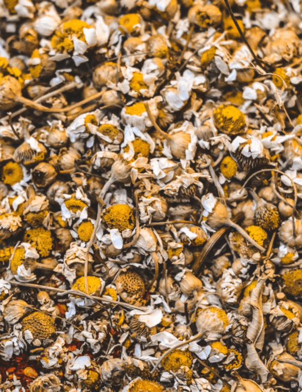 chamomile