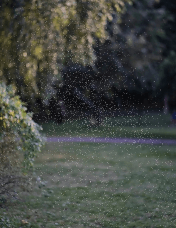 insect spray