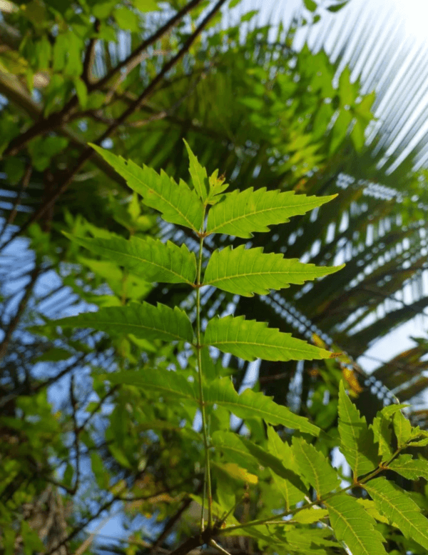 neem powder