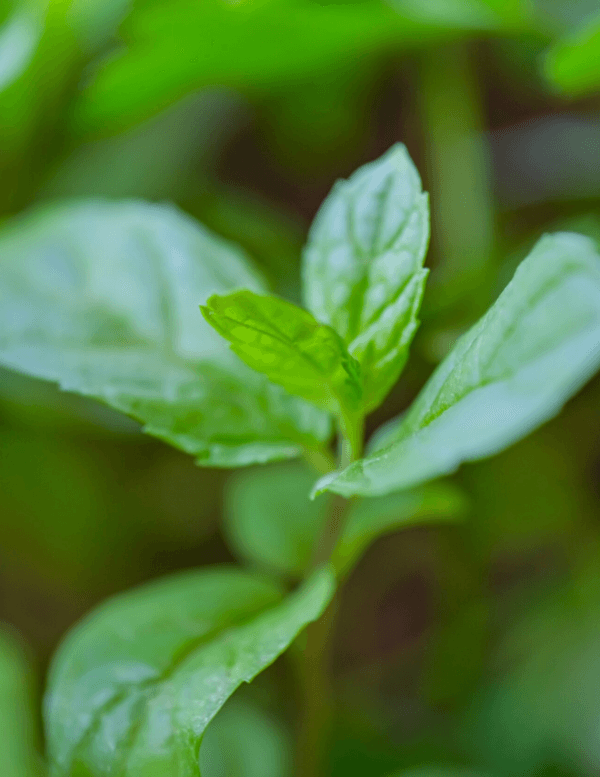 peppermint