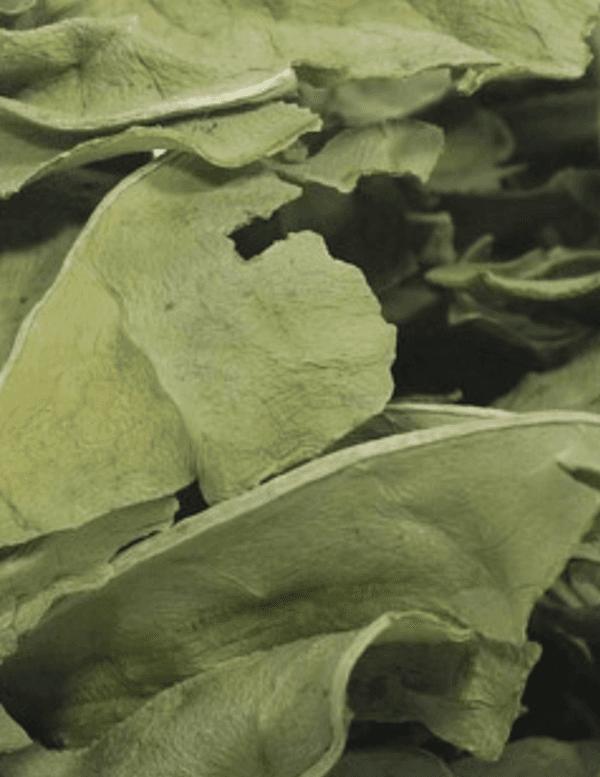 plantain leaf
