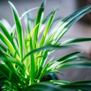 Local Only – Spider Plant Seedling ♡ : Air Purifier + Gift + Office + Home + For Beginners & Seasoned Plant Lovers