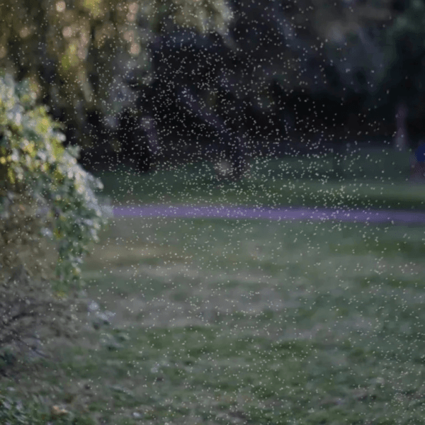Insect Bye Spray ♡ : Natural Insect Spray + Chemical-Free + Eco-Friendly + Non-Toxic Insect Repellent - Image 2