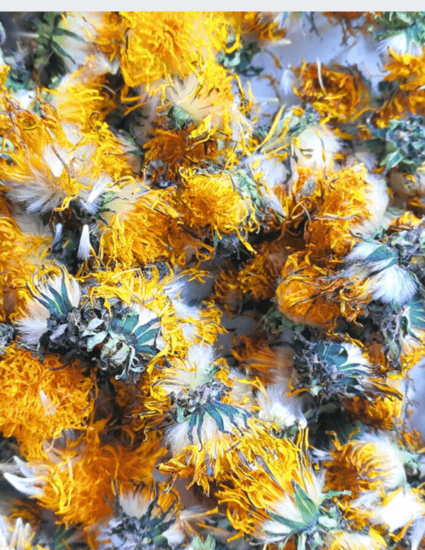 dandelion flowers