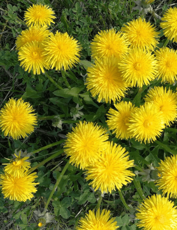 dandelion flowers