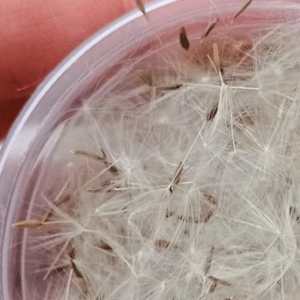 dandelion seeds