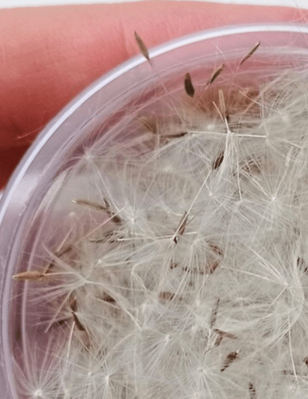 dandelion seeds