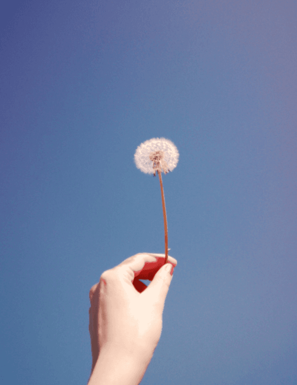 dandelion seeds