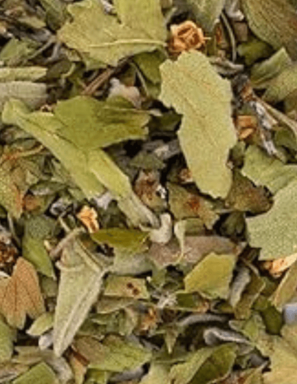 hawthorne-leaves-and-flowers-3.png