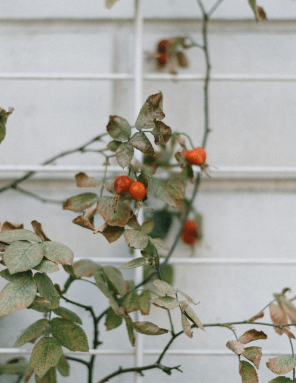 rosehips