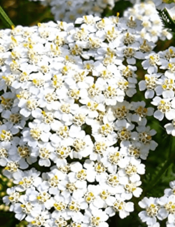 yarrow