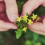 Our Newest Collab – One Tree Planted