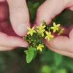 Red Clover: Nature’s Secret to Hormonal Balance and Heart Health