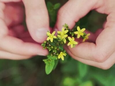 st john's wort the everything healer