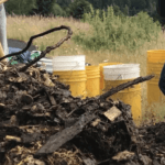 St. John’s Wort and Mental Health: What You Need to Know