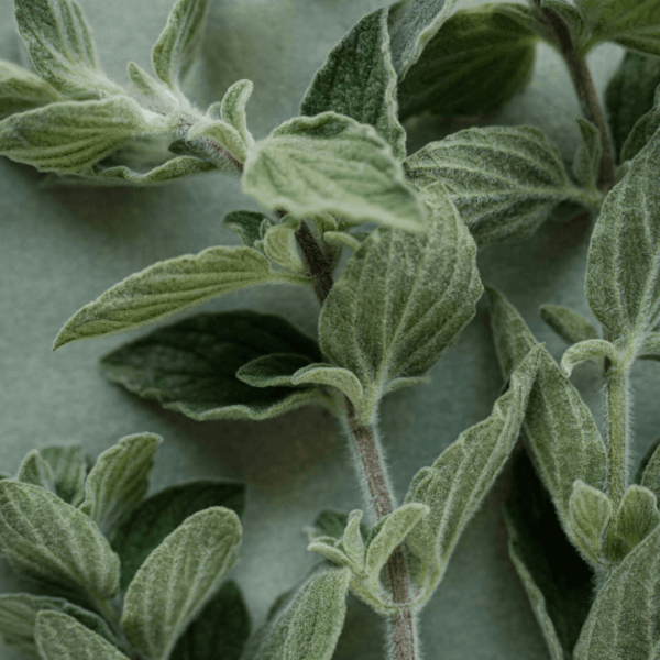Oreganica: Oil of Oregano ♡ : Natural Immune Support + Antimicrobial Oil + Antifungal Oil + Cold-Pressed Olive Oil Base - Image 2