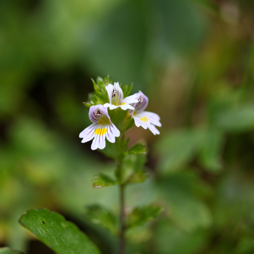 eyebright