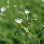 10 Herbs for Building Strength, Endurance and Muscle